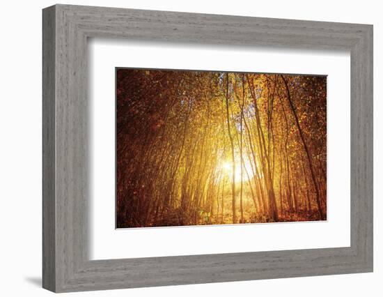 Finding Fall-Bob Larson-Framed Art Print