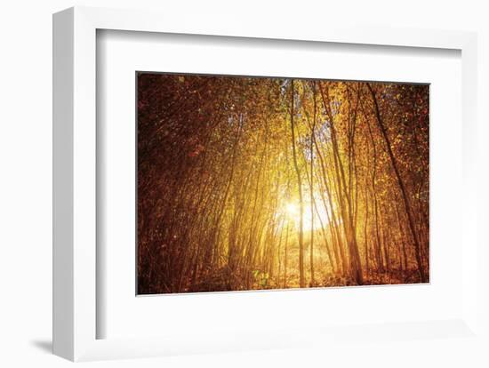 Finding Fall-Bob Larson-Framed Art Print