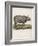 Fine Early Engraving of an African Rhinoceros-Benard-Framed Art Print