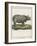 Fine Early Engraving of an African Rhinoceros-Benard-Framed Art Print