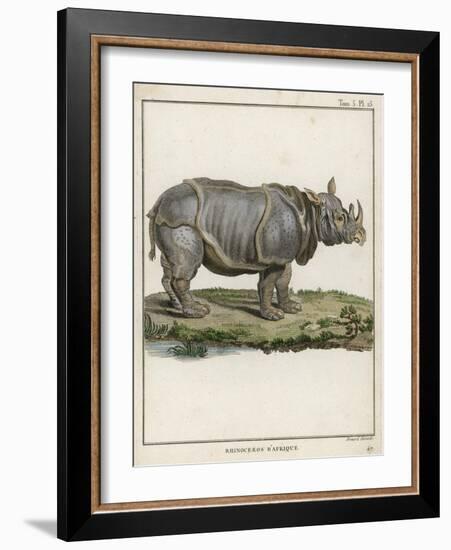 Fine Early Engraving of an African Rhinoceros-Benard-Framed Art Print