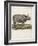 Fine Early Engraving of an African Rhinoceros-Benard-Framed Art Print