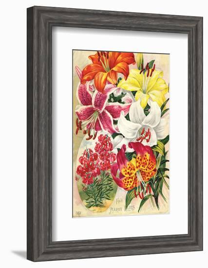 Fine Hardy Lilies-null-Framed Art Print