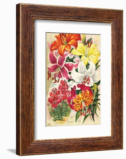 Fine Hardy Lilies-null-Framed Art Print