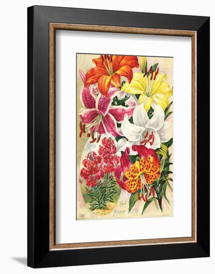 Fine Hardy Lilies-null-Framed Art Print