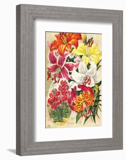 Fine Hardy Lilies-null-Framed Art Print