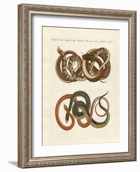 Fine-Lined Colubrids-null-Framed Giclee Print