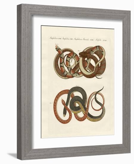 Fine-Lined Colubrids-null-Framed Giclee Print