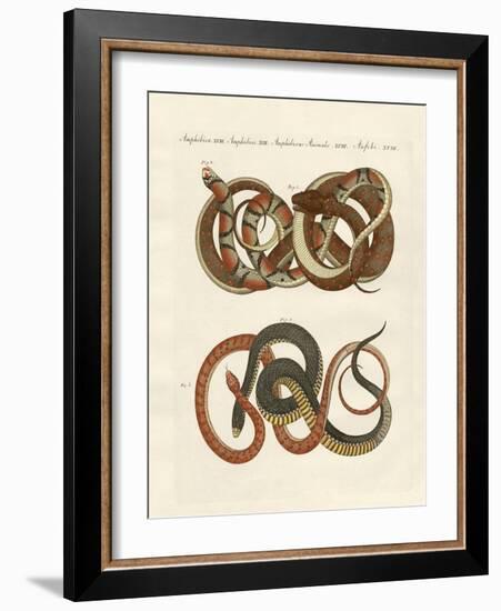 Fine-Lined Colubrids-null-Framed Giclee Print