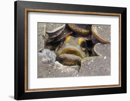 Finespotted Jawfish, Baja California Peninsula, Mexico-Claudio Contreras-Framed Photographic Print