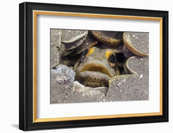 Finespotted Jawfish, Baja California Peninsula, Mexico-Claudio Contreras-Framed Photographic Print