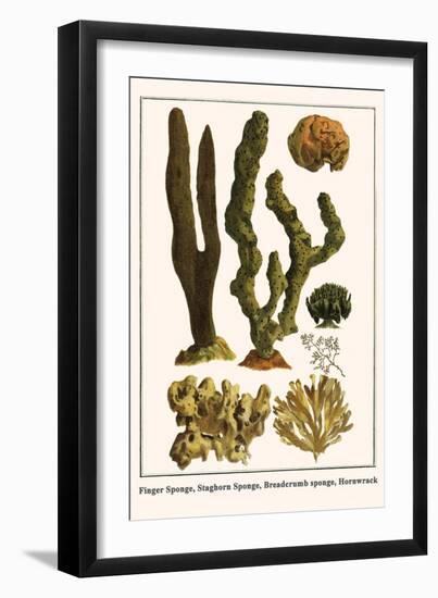 Finger Sponge, Staghorn Sponge, Breadcrumb Sponge, Hornwrack-Albertus Seba-Framed Art Print