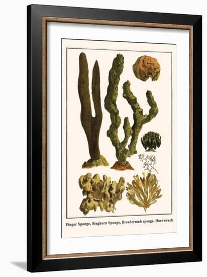 Finger Sponge, Staghorn Sponge, Breadcrumb Sponge, Hornwrack-Albertus Seba-Framed Art Print