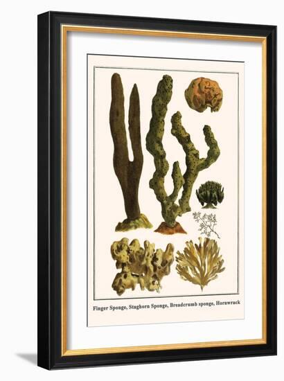 Finger Sponge, Staghorn Sponge, Breadcrumb Sponge, Hornwrack-Albertus Seba-Framed Art Print