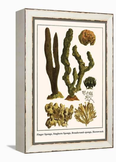 Finger Sponge, Staghorn Sponge, Breadcrumb Sponge, Hornwrack-Albertus Seba-Framed Stretched Canvas