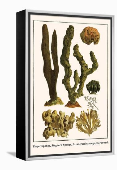 Finger Sponge, Staghorn Sponge, Breadcrumb Sponge, Hornwrack-Albertus Seba-Framed Stretched Canvas