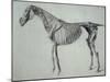 Finished Study for the Fifth Anatomical Table of a Horse-George Stubbs-Mounted Giclee Print