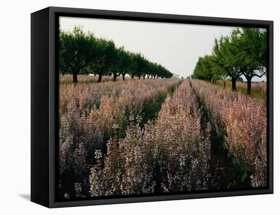 Finland, Forest Lake, Autumn-Thonig-Framed Premier Image Canvas