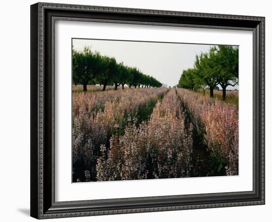 Finland, Forest Lake, Autumn-Thonig-Framed Photographic Print