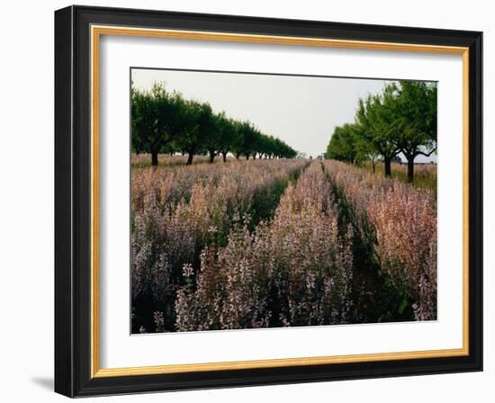 Finland, Forest Lake, Autumn-Thonig-Framed Photographic Print