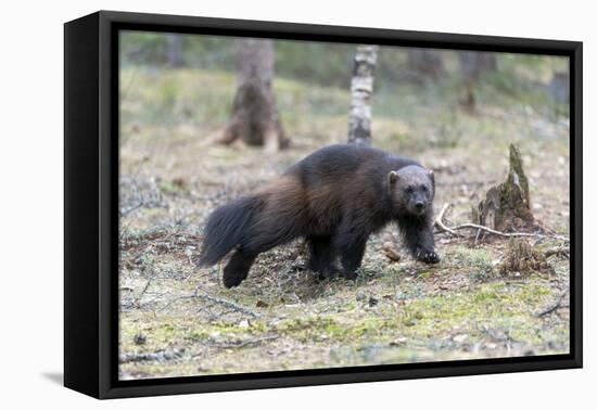 Finland, Northern Karelia Region, Lieksa. A wolverine runs through a clearing in the woods.-Ellen Goff-Framed Premier Image Canvas