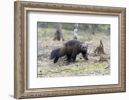 Finland, Northern Karelia Region, Lieksa. A wolverine runs through a clearing in the woods.-Ellen Goff-Framed Photographic Print