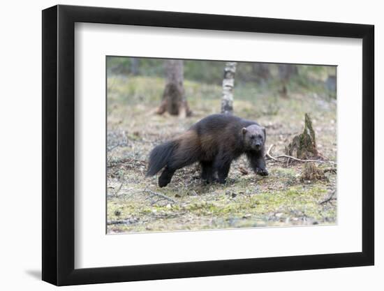 Finland, Northern Karelia Region, Lieksa. A wolverine runs through a clearing in the woods.-Ellen Goff-Framed Photographic Print