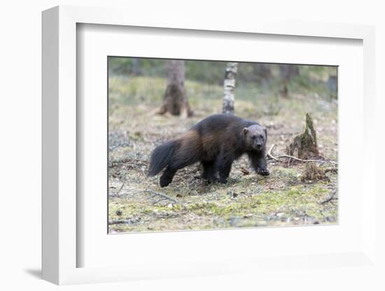 Finland, Northern Karelia Region, Lieksa. A wolverine runs through a clearing in the woods.-Ellen Goff-Framed Photographic Print