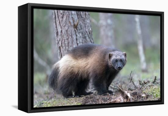 Finland, Northern Karelia Region, Lieksa, wolverine, Gulo gulo. Portrait of a wolverine-Ellen Goff-Framed Premier Image Canvas