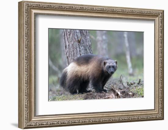 Finland, Northern Karelia Region, Lieksa, wolverine, Gulo gulo. Portrait of a wolverine-Ellen Goff-Framed Photographic Print