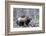 Finland, Northern Karelia Region, Lieksa, wolverine, Gulo gulo. Portrait of a wolverine-Ellen Goff-Framed Photographic Print