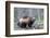 Finland, Northern Karelia Region, Lieksa, wolverine, Gulo gulo. Portrait of a wolverine-Ellen Goff-Framed Photographic Print