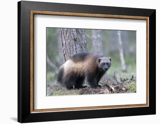 Finland, Northern Karelia Region, Lieksa, wolverine, Gulo gulo. Portrait of a wolverine-Ellen Goff-Framed Photographic Print