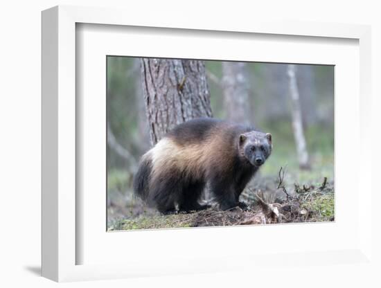 Finland, Northern Karelia Region, Lieksa, wolverine, Gulo gulo. Portrait of a wolverine-Ellen Goff-Framed Photographic Print