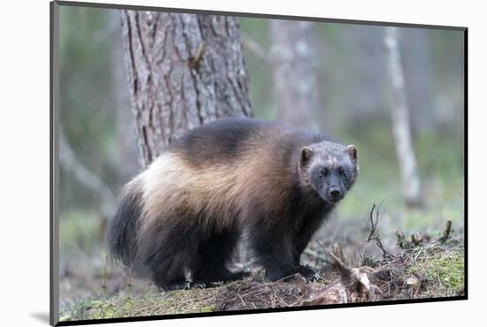 Finland, Northern Karelia Region, Lieksa, wolverine, Gulo gulo. Portrait of a wolverine-Ellen Goff-Mounted Photographic Print