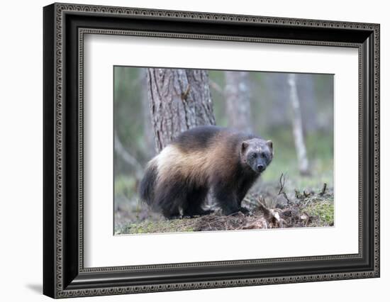 Finland, Northern Karelia Region, Lieksa, wolverine, Gulo gulo. Portrait of a wolverine-Ellen Goff-Framed Photographic Print