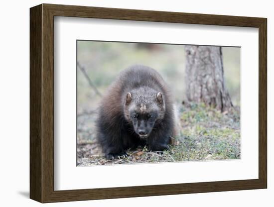 Finland, Northern Karelia Region, Lieksa, wolverine, Gulo gulo. Portrait of a wolverine.-Ellen Goff-Framed Photographic Print