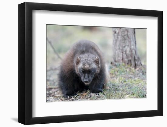 Finland, Northern Karelia Region, Lieksa, wolverine, Gulo gulo. Portrait of a wolverine.-Ellen Goff-Framed Photographic Print