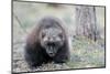 Finland, Northern Karelia Region, Lieksa, wolverine, Gulo gulo. Portrait of a wolverine.-Ellen Goff-Mounted Photographic Print