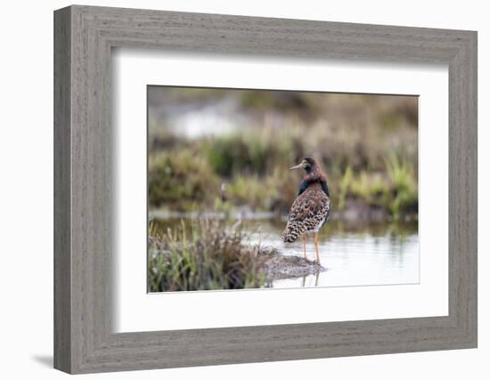 Finland, Northern Ostrobothnia, Oulu. Portrait of a male ruff with his overgrown feather ruff.-Ellen Goff-Framed Photographic Print