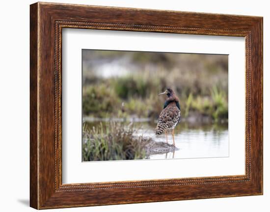 Finland, Northern Ostrobothnia, Oulu. Portrait of a male ruff with his overgrown feather ruff.-Ellen Goff-Framed Photographic Print