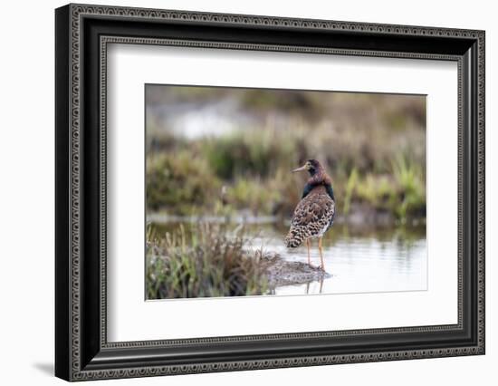 Finland, Northern Ostrobothnia, Oulu. Portrait of a male ruff with his overgrown feather ruff.-Ellen Goff-Framed Photographic Print