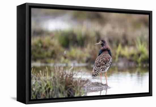 Finland, Northern Ostrobothnia, Oulu. Portrait of a male ruff with his overgrown feather ruff.-Ellen Goff-Framed Premier Image Canvas