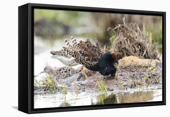 Finland, Northern Ostrobothnia, Oulu, ruff, Philomachus pugnax. A male ruff display-Ellen Goff-Framed Premier Image Canvas