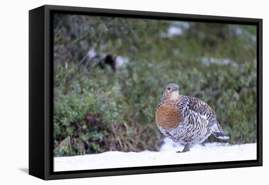 Finland, Northern Ostrobothnia Region, Kuusamo, western capercaillie-Ellen Goff-Framed Premier Image Canvas