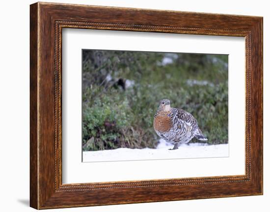 Finland, Northern Ostrobothnia Region, Kuusamo, western capercaillie-Ellen Goff-Framed Photographic Print