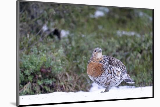 Finland, Northern Ostrobothnia Region, Kuusamo, western capercaillie-Ellen Goff-Mounted Photographic Print