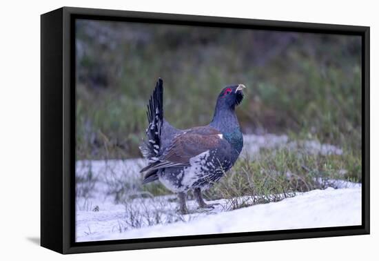 Finland, Northern Ostrobothnia Region, Kuusamo, western capercaillie-Ellen Goff-Framed Premier Image Canvas