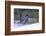 Finland, Northern Ostrobothnia Region, Kuusamo, western capercaillie-Ellen Goff-Framed Photographic Print