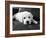 Finn-Kim Levin-Framed Photographic Print